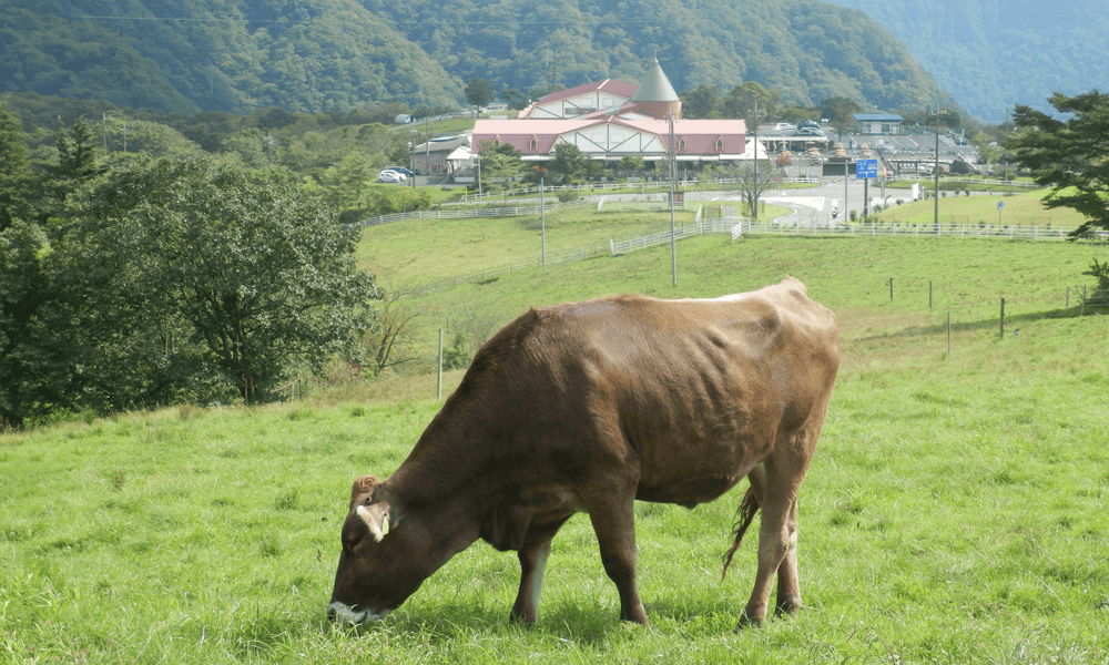 日光霧降高原 大笹牧場